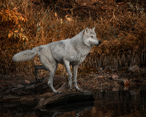 Obraz premium Wolf reflection at the pond Triple D