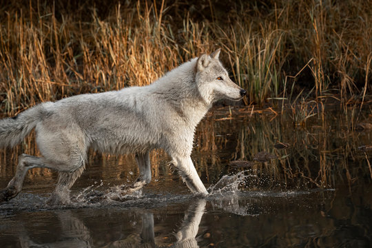 Wolf reflection at the pond Triple D