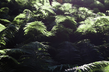 fern in the forest © Focal Cadence