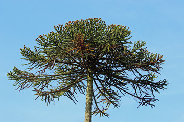 Monkey puzzle tree