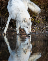 Wolf reflection at the pond Triple D