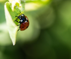 Macro photo of Ladybug in the green grass