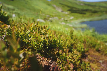 Mountain spring valley flowers landscape on a clear blue sky background.