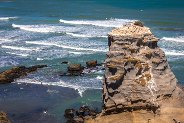 Gannet colony at the sunny day