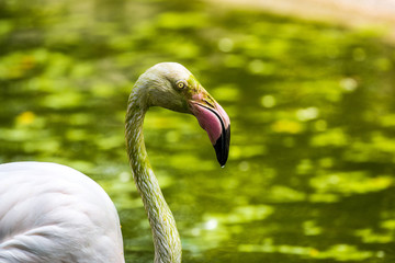 Fototapeta premium Flamingo isolated, Kuala Lumpur Bird Park, Malaysia