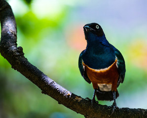 Superb starling, Kuala Lumpur Bird Park, Malaysia