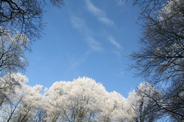 Bäume im Winter mit Eis auf Ästen, Himmel blau, Wolke
