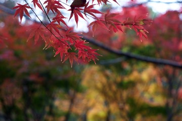 Autumn color