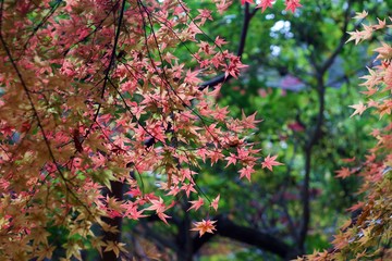 Autumn color