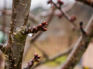 Water drops on the branches of a cherry tree in winter after the rain in which the new shoots are coming out where the cherries will grow in spring and summer