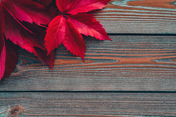 Naklejka na ściany i meble Autumn leaves on the wooden background. Vibrant fall colors.