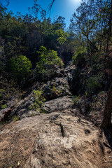forest in the mountains