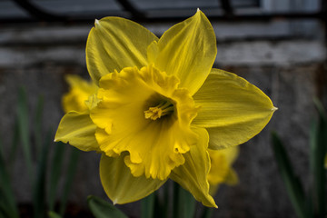 Yellow Daffodil