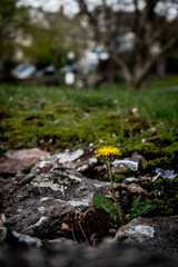Dandelion