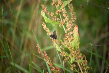 Brauner Feuerfalter Schmetterling - Lycaena tityrus Schwefelvögelchen