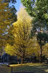 色付いたイチョウの葉