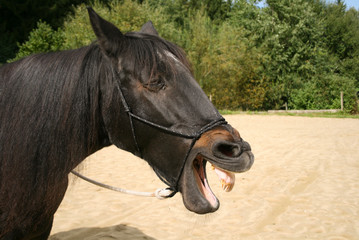 Obraz premium Pferd gähnt mit offenem Maul und zeigt die Zähne