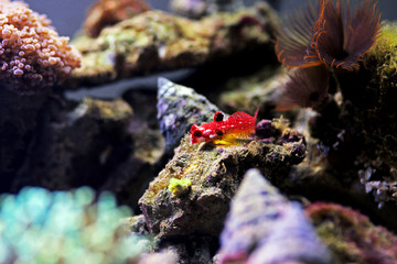 Female ruby red dragonet fish - Synchiropus sycorax