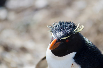 Naklejka premium Rock hopper penguin South America