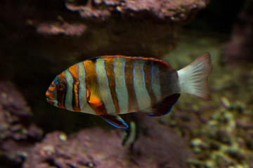Harlequin tuskfish (Choerodon fasciatus).