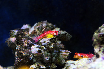 Pair of ruby red dragonet fish - Synchiropus sycorax
