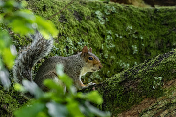 Squirrel