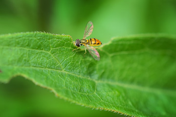 Hoverfly Sitting on Leaf, Close-Up