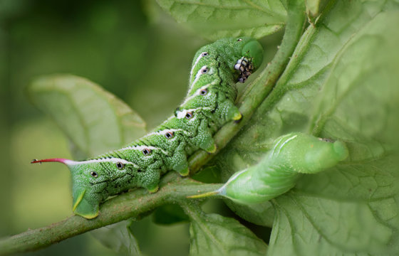 Tomato Hornworms on Tomato Plant, Close-Up