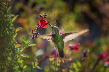 Hummingbird Feeding from Pink Flower, Close-Up