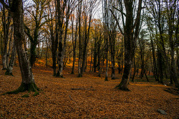 Forest In The Okatse Kanyon Kutaisi Georgia