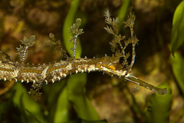 Ribboned pipefish, ribboned pipehorse, ribboned seadragon (Haliichthys taeniophorus).