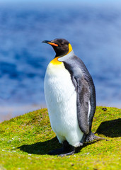 King Penguin South America Falkland Islands