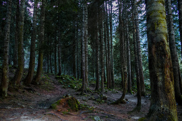 Obraz premium Green Forest In The Ayder Rize Turkey