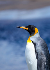 King Penguin South America Falkland Islands
