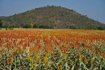 sorghum agricultural field 