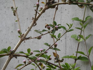 Plant being pollinated by a bee