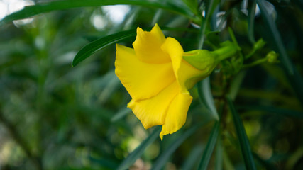 Allamanda Cathartica or Golden Trumpet, yellow flowers that grow in the rainy season