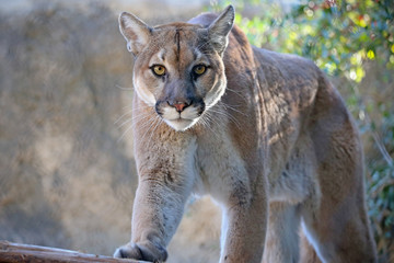 Mountain Lion In Natural Setting