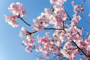 寺山公園のカワズザクラ	