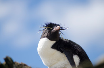 Rock hopper penguins South America