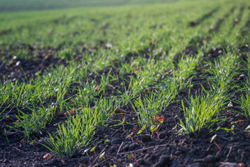 Young green wheat growing in soil. Agricultural proces. Field of young wheat seedlings growing in autumn. sprouting rye agriculture on a field on a foggy autumn day. Sprouts of rye.