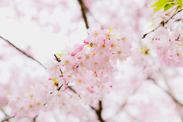 遅咲きの豆ザクラ	