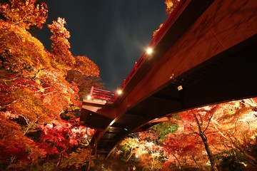夜のもみじ谷の紅葉と赤い橋