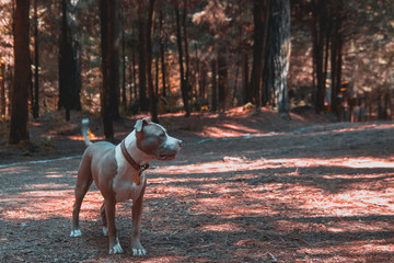 Pitbull en el bosque