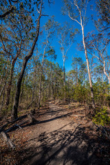 path in the forest