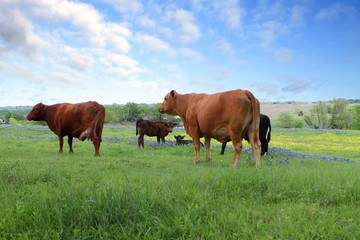 Fototapeta na wymiar Texas Cows in Field of Bluebonnets