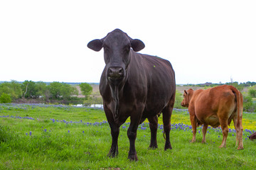 Texas Cows in Field of Bluebonnets