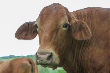 Texas Cows in Field of Bluebonnets