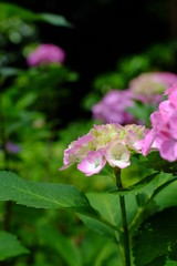 Fototapeta premium 2019summer