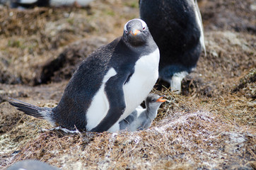 Gentoo Penguins at Seal bay South America